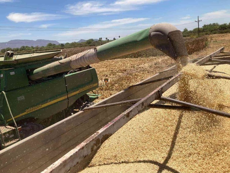Vender el maíz a 6 mil pesos no es rentable: Caades