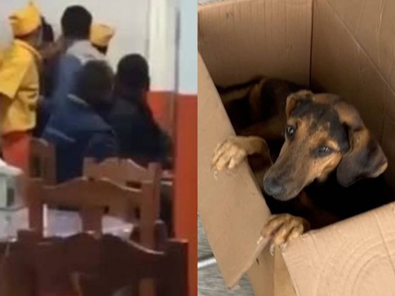 Edomex: Lo acusan de vender carne de perro a taqueros