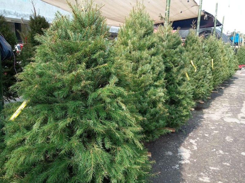 Venta de arbolitos de navidad en zona conurbada