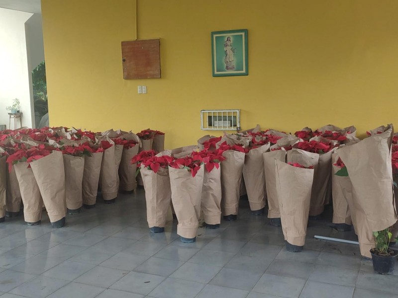 Venta de flor de Nochebuena a beneficio del Seminario Diocesano