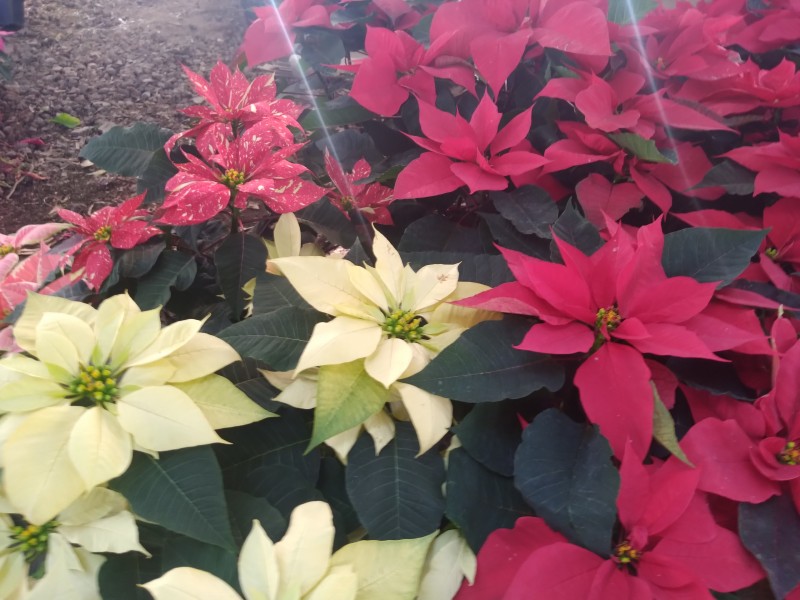 Venta de flores de nochebuena se duplicó, respecto de 2020 | MEGANOTICIAS Venta de flores de nochebuena se duplicó, respecto de 2020 | MEGANOTICIAS