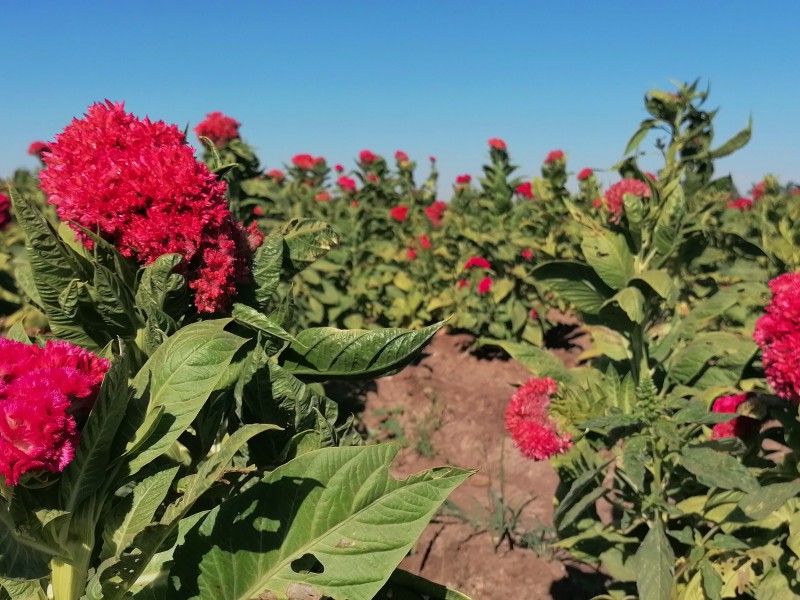 Venta de flores se vino a la baja