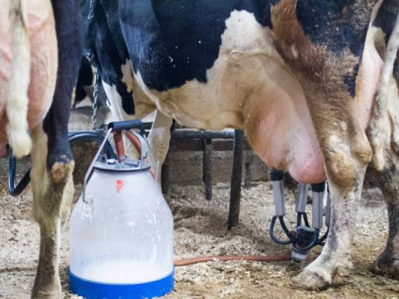 Venta de leche bronca, negocio poco redituable para sector ganadero