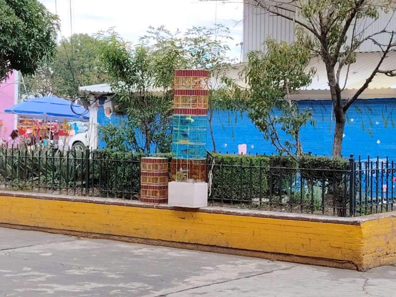 Persiste venta de aves silvestres en el Mercado Juárez