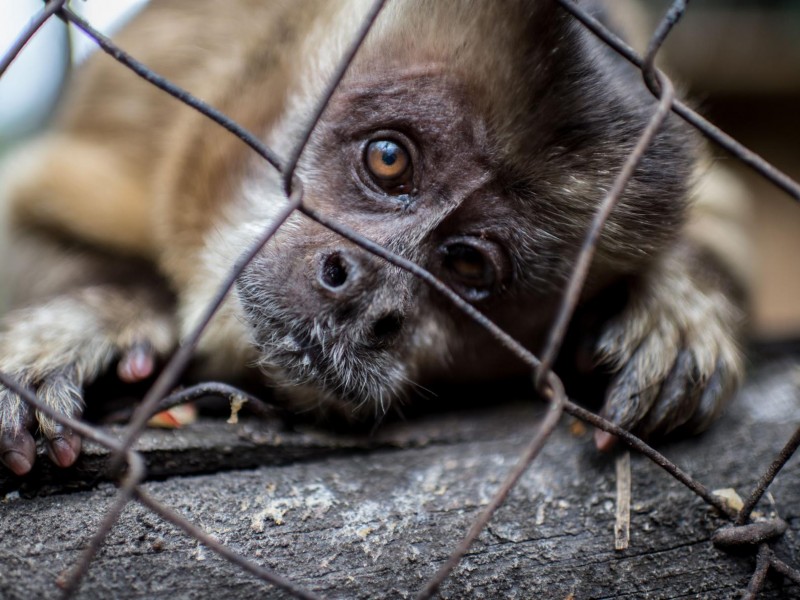 Venta ilícita de flora y fauna al alza