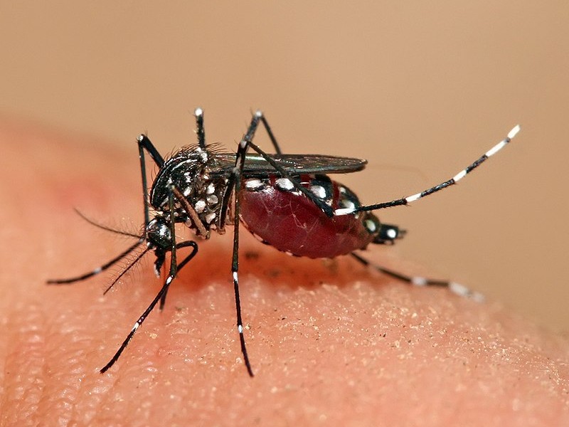 Veracruz cuarto lugar nacional en casos de dengue
