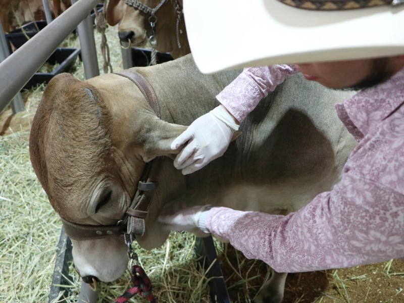 Veracruz, quinto estado con más casos de gusano barrenador: SENASICA