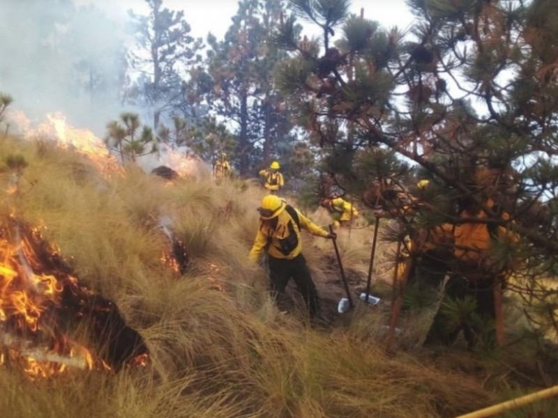 Veracruz registra 11 incendios forestales el fin de semana: SPC