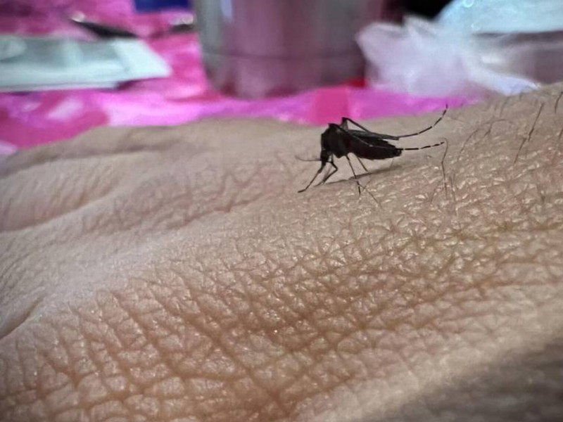 Veracruz registró 10 mil casos confirmados de dengue en 2023