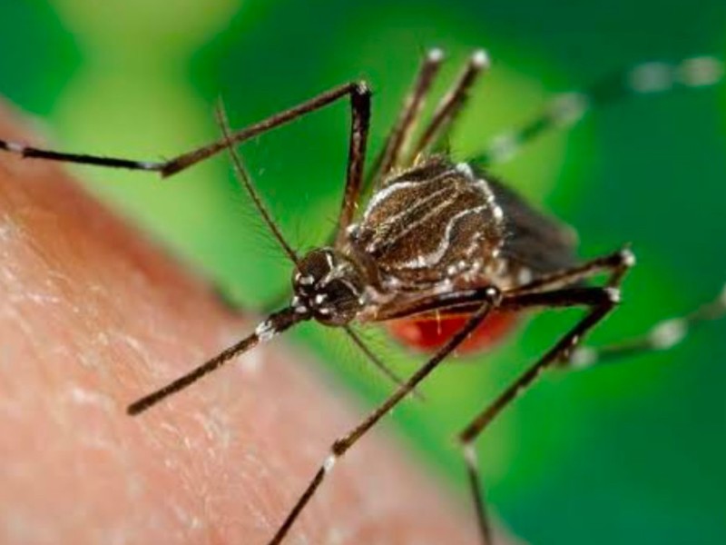Veracruz se mantiene en los primeros lugares de dengue