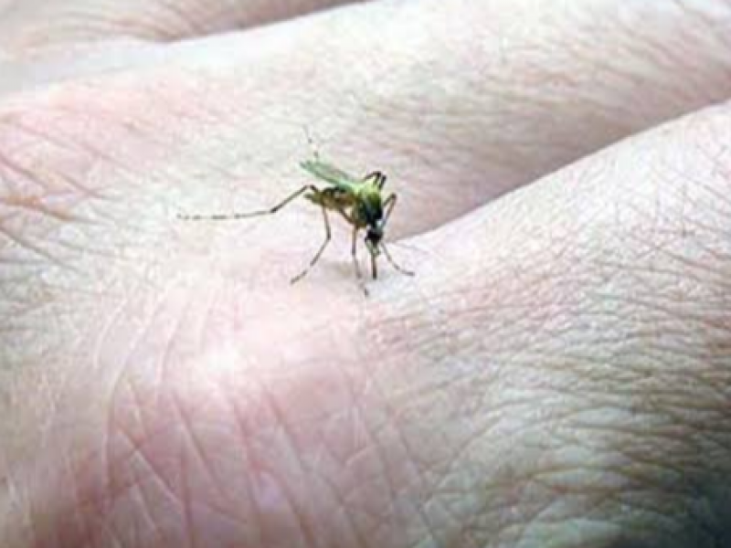 Veracruz segundo lugar con más casos de dengue