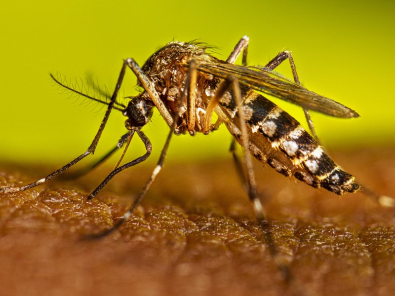Veracruz segundo lugar nacional por casos de dengue