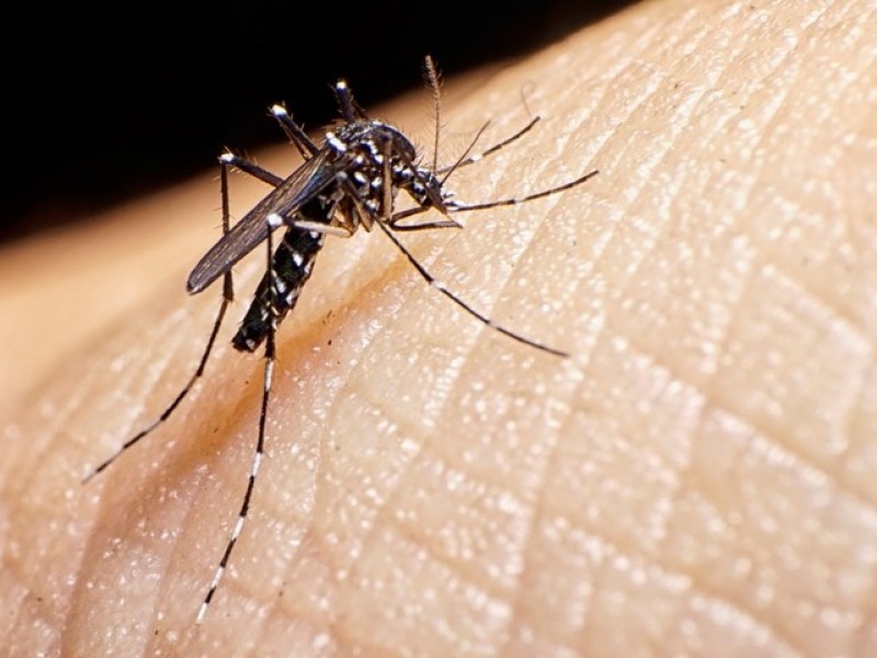 Veracruz séptimo estado con mas casos de dengue