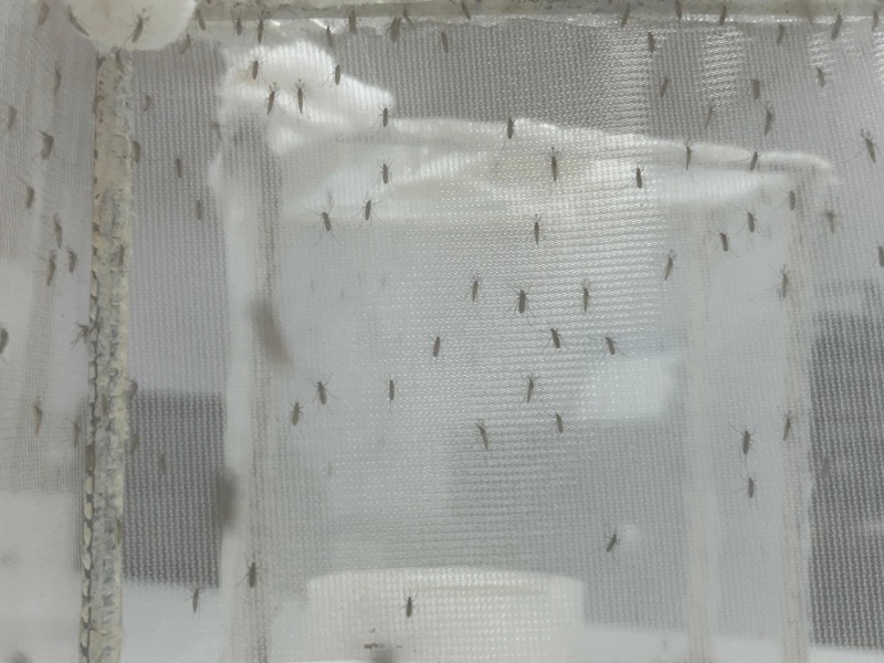 Veracruz suma 558 casos de dengue