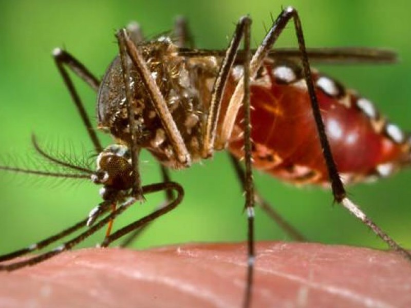 Veracruz y Quintana Roo, únicos con casos nacionales de Zika