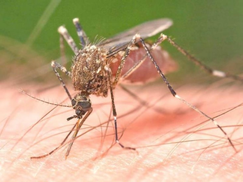 Veracruz zona endémica del dengue, necesario reforzar medidas:Médico