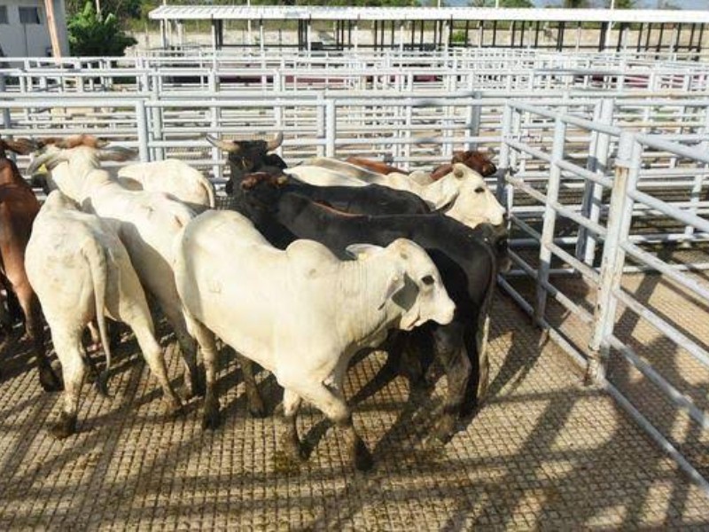 Verifican ganado que ingresa de centroamérica a Chiapas