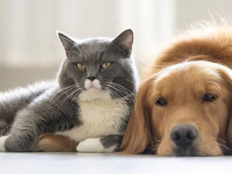 Veterinarios harán foro sobre el cuidado de las mascotas