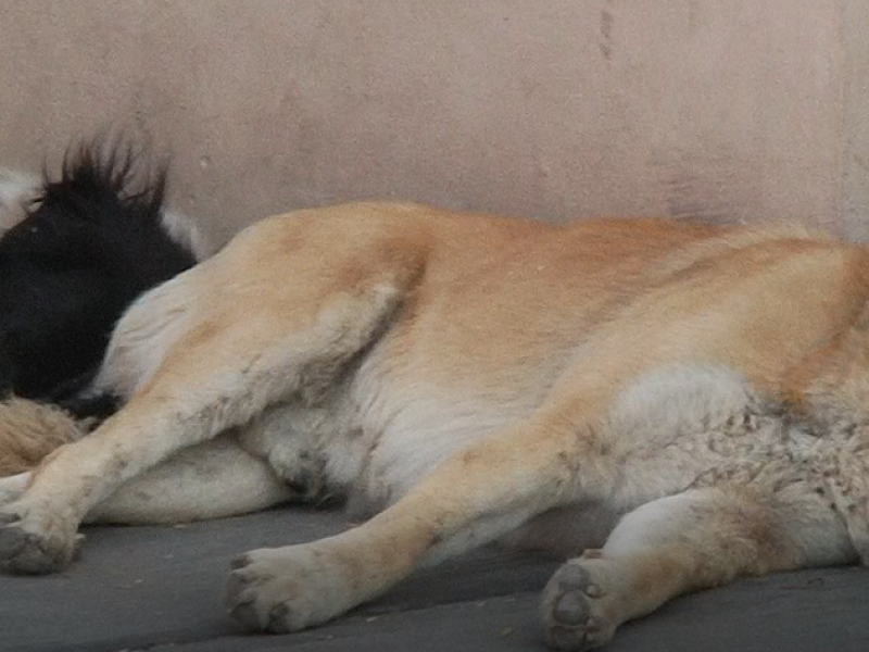 Veterinarios proponen tenencia regulada de mascotas