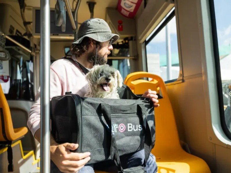 Viajar con tu mascota en Qrobus suena fácil… pero cuidado con esto