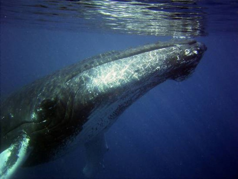 VIDEO: Ballena jorobada casi se traga a dos mujeres