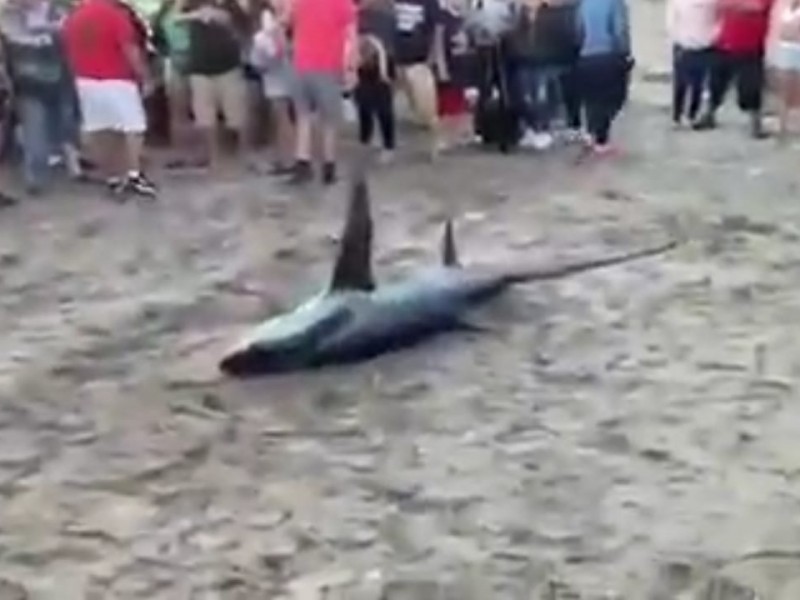 Video de tiburón causa desconfianza en lo internautas de Sonora