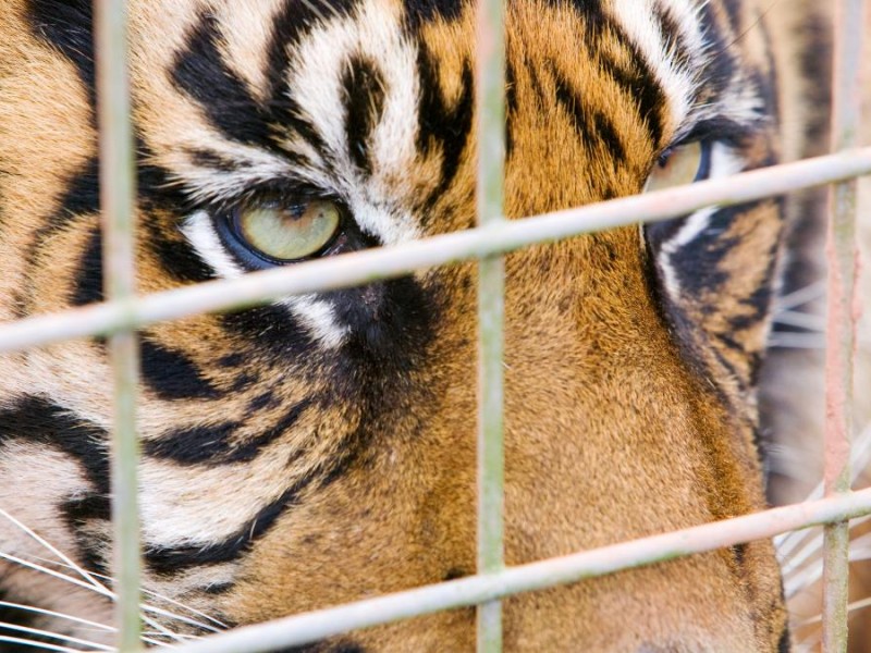 Video: Tigre ataca a su cuidador en Michoacán