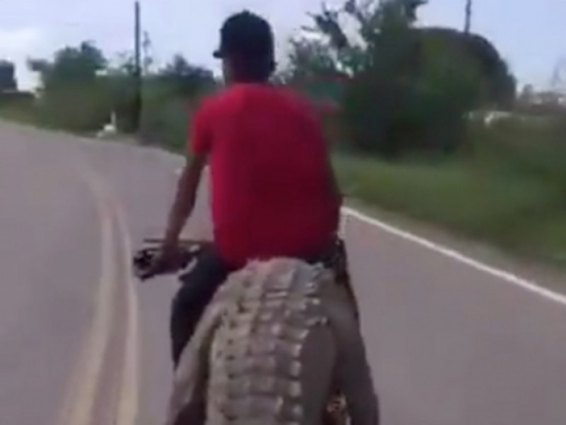 Video:Jóvenes roban cocodrilo en Sinaloa; se lo llevan en moto