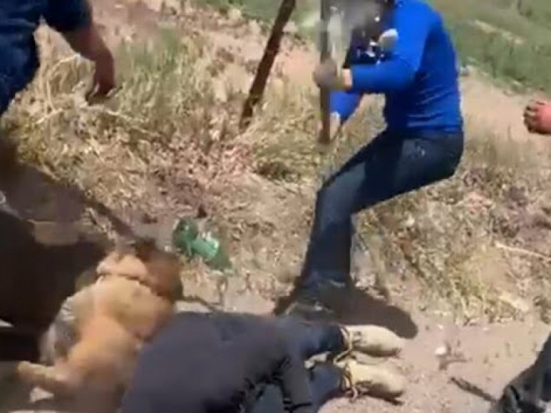 Video:Mujer ataca con azadón a perro y a un hombre