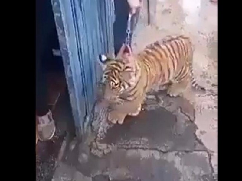 (VIDEO)Vecinos de La Libertad se sorprenden con un tigre cachorro