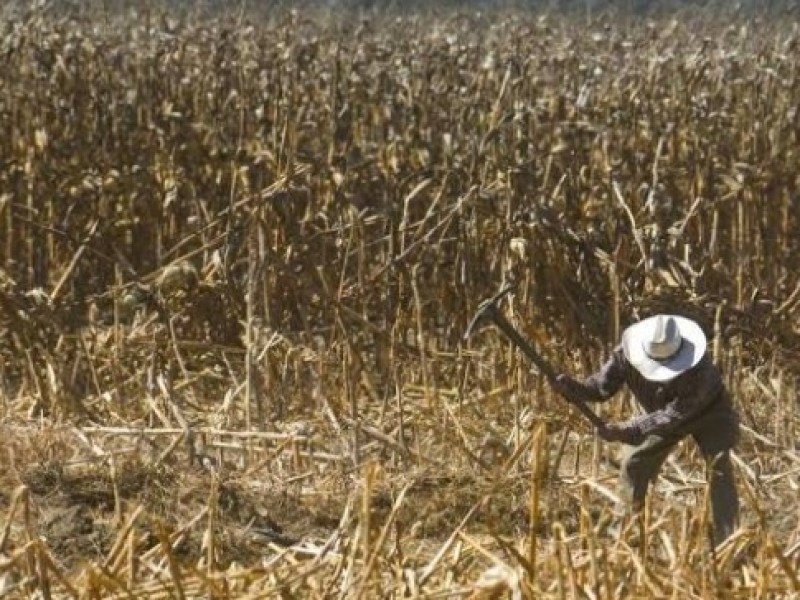 Vienen las lluvias y nunca llegaron apoyos para el campo