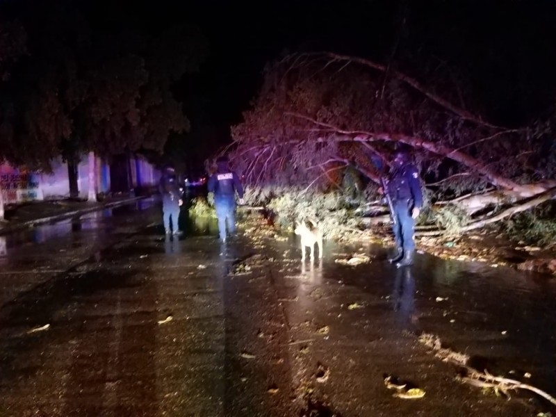 Viento derriba árboles, evalúan  los daños en el municipio