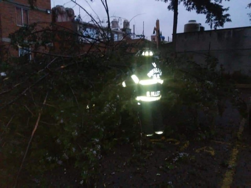 Viento derrumba árboles en Valle de Toluca