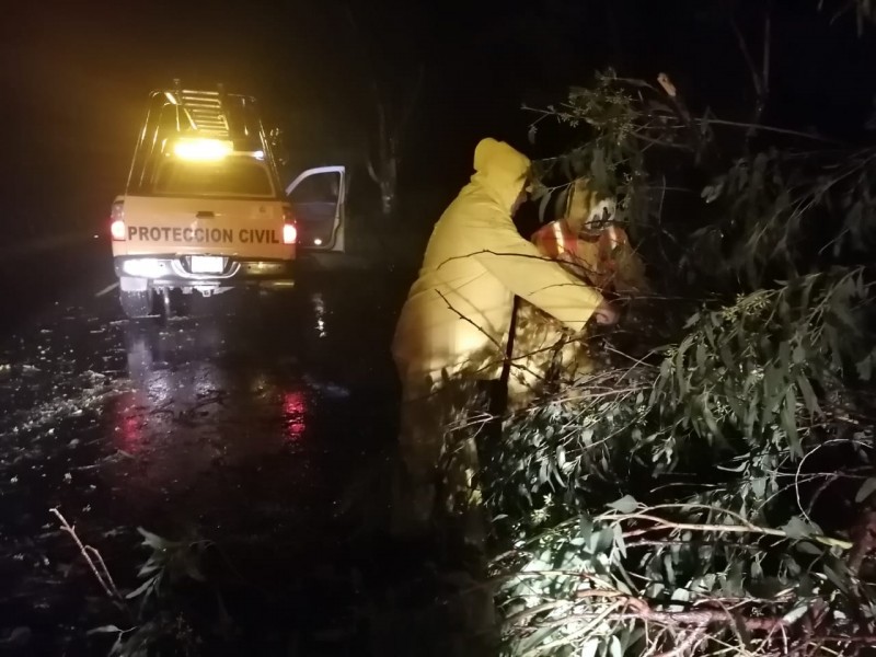 Vientos de 80km/h derribaron árboles y anuncios en Guasave