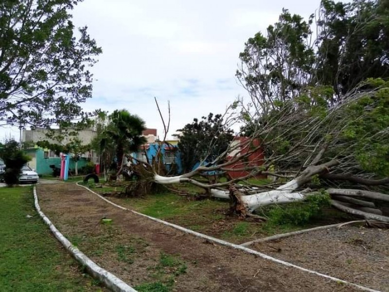 Vientos dejan árboles caídos y postes, en zona conurbada