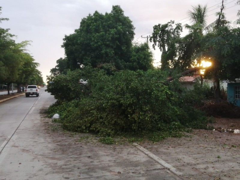 Vientos derriban más de 80 árboles en Los Mochis