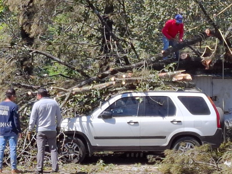 Vientos en Xalapa dejan una persona lesionada y cuatro vehículos dañados Vientos en Xalapa dejan una persona lesionada y cuatro vehículos dañados