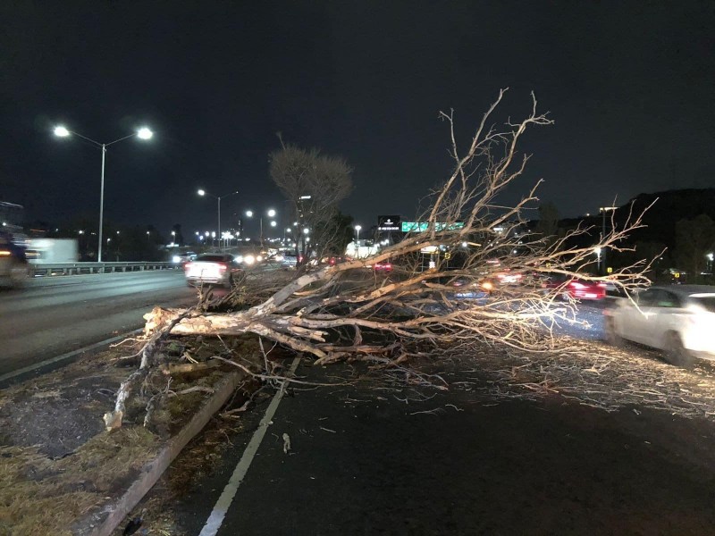 Vientos y precipitaciones dejan árboles caídos en la capital