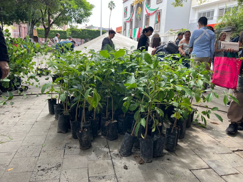 Vigente la campaña “Adopta un Árbol” en Zamora