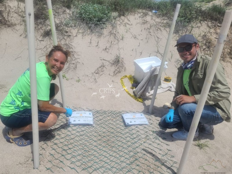 Vigila CRRIFS nidos de tortugas marinas en la región