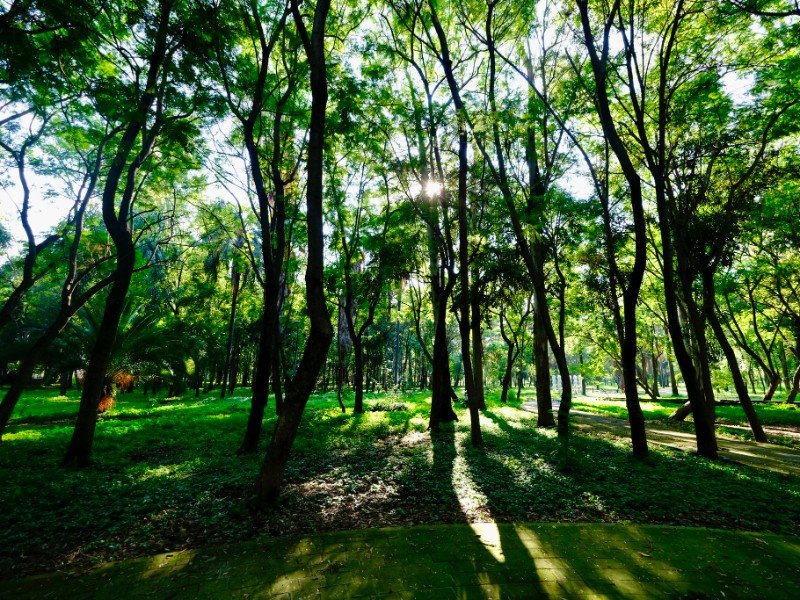 Vigilan Bosque Colomos y no hay indicios de construcciones de torres departamentales