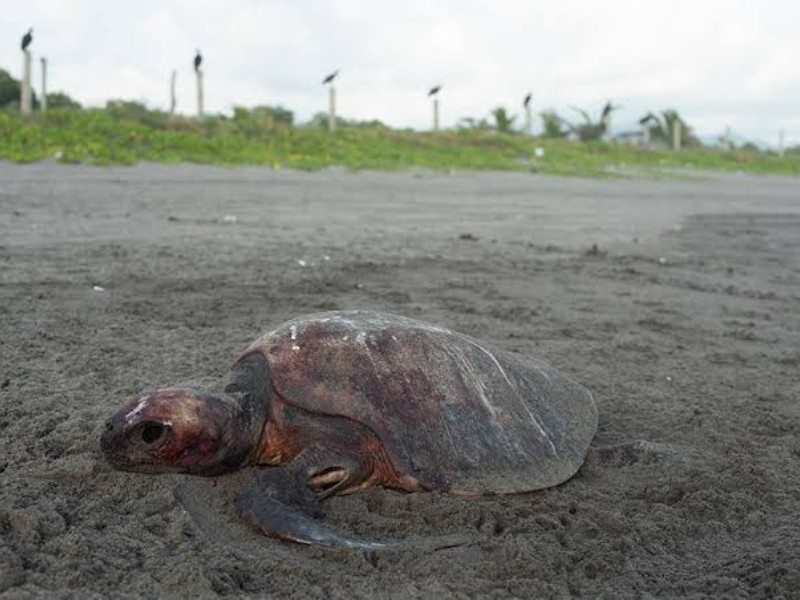 Vigilan nudos de tortuga marina en Chiapas ante el constante saqueo