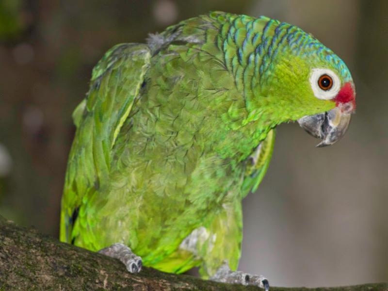 Vinculan a dos personas por posesión de cinco aves protegidas en Zacatecas