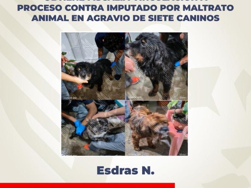 Vinculan a proceso a Esdras N. por maltrato animal