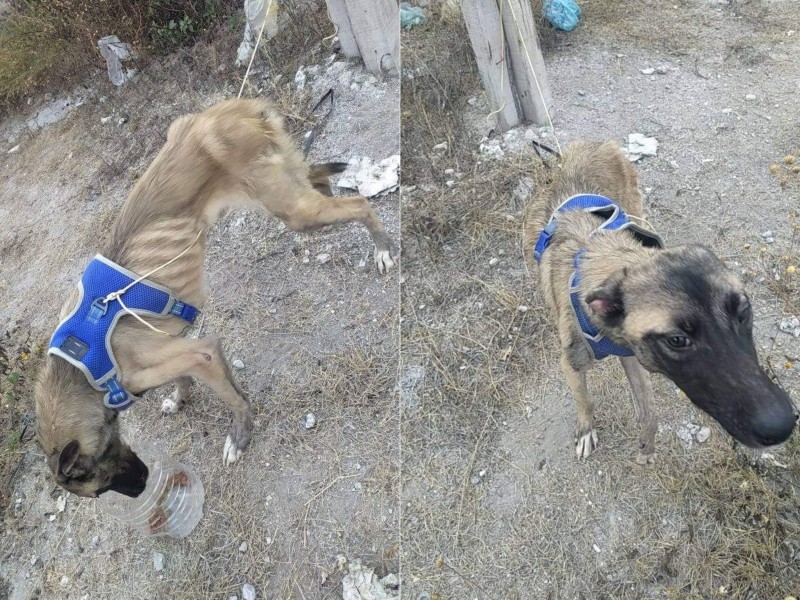 Viralizan otro caso de maltrato animal, perrito abandonado en desnutrición