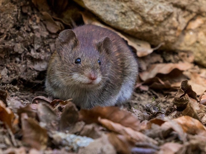 Virus similar al Ébola detectado en Bolivia prende las alertas