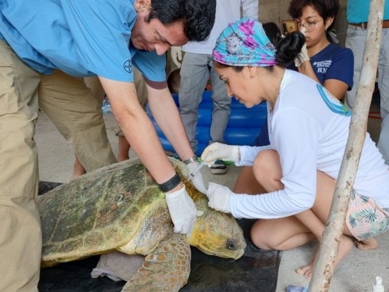 Visibilizan trabajo de campamentos tortugueros en Tuxpan