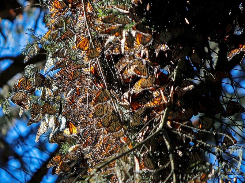 Visita la Mariposa Monarca antes de que emprenda su regreso