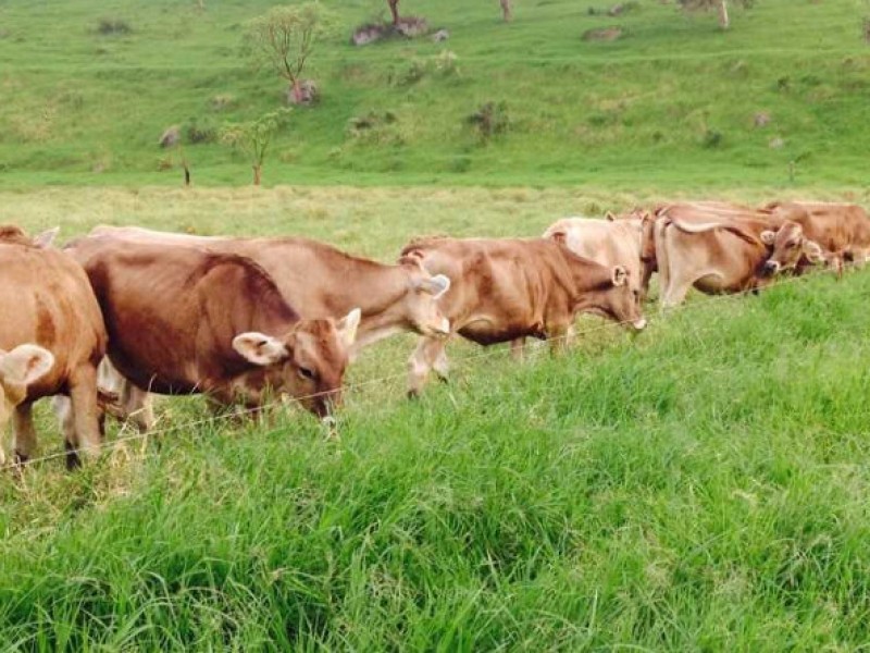 Vislumbran crisis ganadera por altas temperaturas en el Soconusco