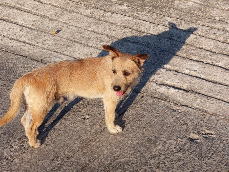 Viven en situación de calle 7 de 10 perros